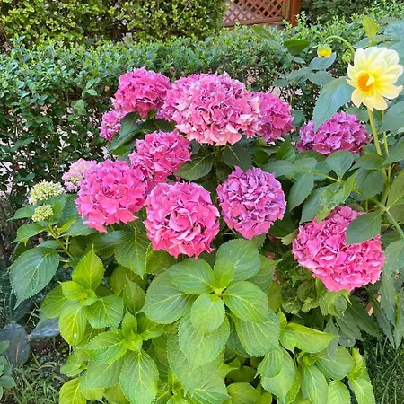 Breeze Διαμέρισμα *